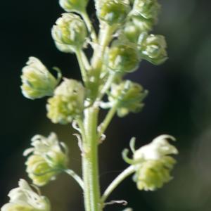 Photographie n°2300481 du taxon Reseda lutea L. [1753]