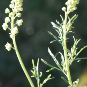 Photographie n°2300482 du taxon Reseda lutea L. [1753]