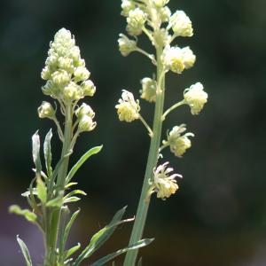 Photographie n°2300483 du taxon Reseda lutea L. [1753]