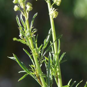 Photographie n°2300484 du taxon Reseda lutea L. [1753]