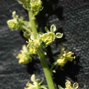 Photographie n°2300489 du taxon Reseda lutea L. [1753]