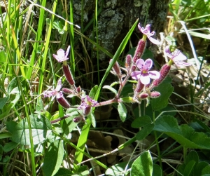 Madeleine Sarran, le  6 mai 2019 (Sisteron (Saint Pierre le bas))