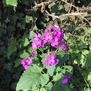 Photographie n°2300560 du taxon Lunaria annua L. [1753]