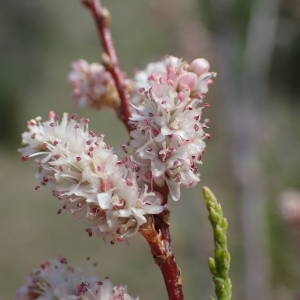 Photographie n°2300570 du taxon Tamarix africana Poir.