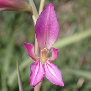 Photographie n°2300589 du taxon Gladiolus italicus Mill. [1768]