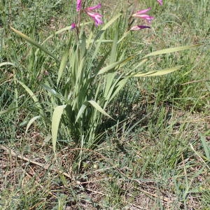 Photographie n°2300590 du taxon Gladiolus italicus Mill. [1768]