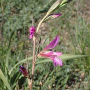 Photographie n°2300592 du taxon Gladiolus italicus Mill. [1768]