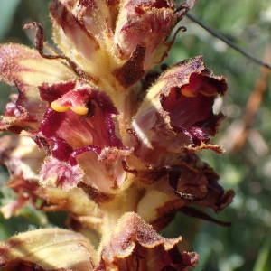 Photographie n°2300594 du taxon Orobanche gracilis Sm. [1798]