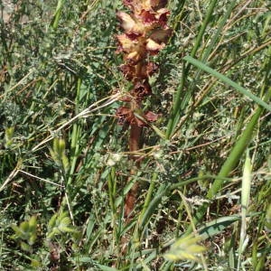 Photographie n°2300595 du taxon Orobanche gracilis Sm. [1798]