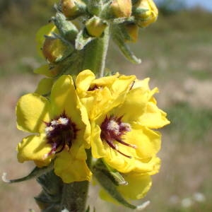 Photographie n°2300599 du taxon Verbascum boerhavii L. [1767]