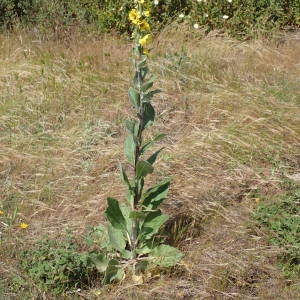 Photographie n°2300601 du taxon Verbascum boerhavii L. [1767]