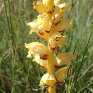 Photographie n°2300604 du taxon Orobanche gracilis Sm. [1798]