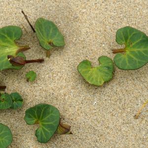 Photographie n°2300617 du taxon Calystegia soldanella (L.) Roem. & Schult. [1819]