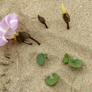 Photographie n°2300620 du taxon Calystegia soldanella (L.) Roem. & Schult. [1819]