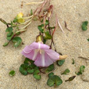 Photographie n°2300623 du taxon Calystegia soldanella (L.) Roem. & Schult. [1819]