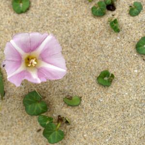 Photographie n°2300625 du taxon Calystegia soldanella (L.) Roem. & Schult. [1819]