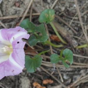 Photographie n°2300627 du taxon Calystegia soldanella (L.) Roem. & Schult. [1819]