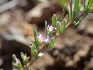 Sylvain Piry, le  5 mai 2019 (Nizas (Causse de Nizas))