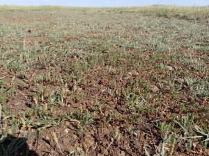 Sylvain Piry, le  5 mai 2019 (Nizas (Causse de Nizas))