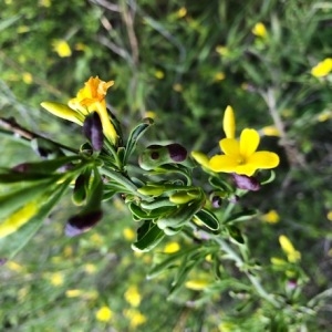 Photographie n°2300712 du taxon Jasminum fruticans L.