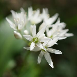 Photographie n°2300736 du taxon Allium ursinum L. [1753]