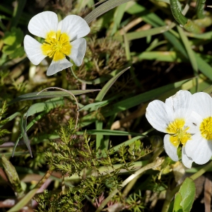  - Ranunculus circinatus Sibth. [1794]