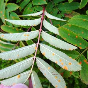 Photographie n°2300816 du taxon Sorbus aucuparia L. [1753]