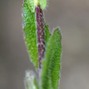 Photographie n°2300837 du taxon Arabis hirsuta (L.) Scop. [1772]