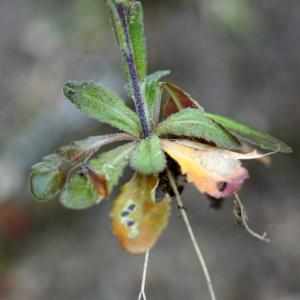 Photographie n°2300839 du taxon Arabis hirsuta (L.) Scop. [1772]