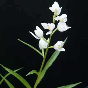 Photographie n°2300847 du taxon Cephalanthera longifolia (L.) Fritsch [1888]