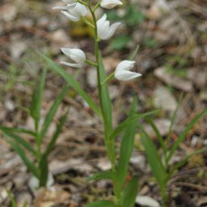 Photographie n°2300854 du taxon Cephalanthera longifolia (L.) Fritsch [1888]