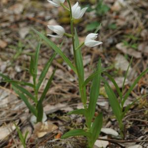 Photographie n°2300855 du taxon Cephalanthera longifolia (L.) Fritsch [1888]