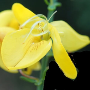 Photographie n°2300877 du taxon Cytisus scoparius (L.) Link [1822]