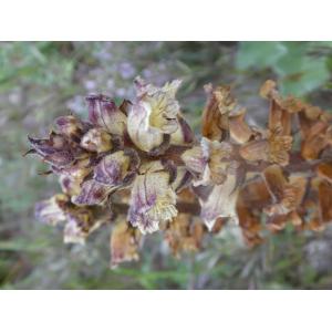 Orobanche reticulata Wallr. (Orobanche réticulée)