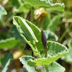 Photographie n°2300952 du taxon Aristolochia pistolochia L. [1753]