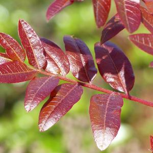 Photographie n°2300959 du taxon Pistacia terebinthus subsp. terebinthus 