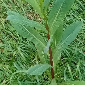 Photographie n°2301005 du taxon Lactuca serriola L. [1756]