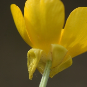 Photographie n°2301074 du taxon Ranunculus bulbosus L. [1753]