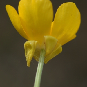 Photographie n°2301075 du taxon Ranunculus bulbosus L. [1753]