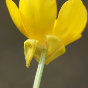 Photographie n°2301076 du taxon Ranunculus bulbosus L. [1753]