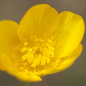 Photographie n°2301077 du taxon Ranunculus bulbosus L. [1753]