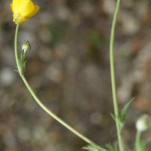 Photographie n°2301080 du taxon Ranunculus bulbosus L. [1753]