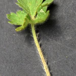 Photographie n°2301083 du taxon Ranunculus bulbosus L. [1753]