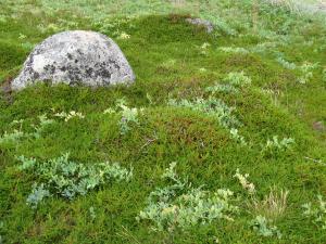 Alain Bigou, le  3 août 2018 (Соловки (Ile Grande Zaïatski))