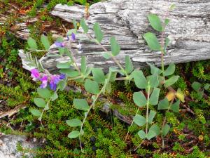 Alain Bigou, le  3 août 2018 (Соловки (Ile Grande Zaïatski))