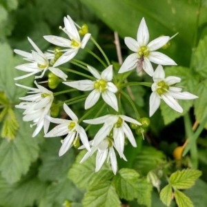 Photographie n°2301241 du taxon Allium ursinum L. [1753]