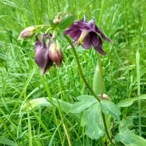 Photographie n°2301247 du taxon Aquilegia vulgaris L. [1753]