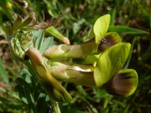 Jean-Paul Coroleur, le 27 avril 2019 (Mareau-aux-Prés (champremeau))