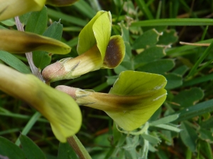 Jean-Paul Coroleur, le 27 avril 2019 (Mareau-aux-Prés (champremeau))