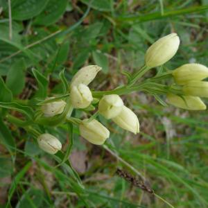 Photographie n°2301276 du taxon Cephalanthera damasonium (Mill.) Druce